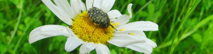 Foto: Käfer auf Margarite