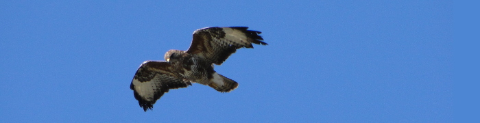 Foto: Bussard im Flug