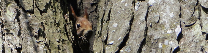 Foto: Eichhörnchen