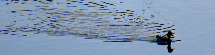 Foto: Ente auf dem Wasser