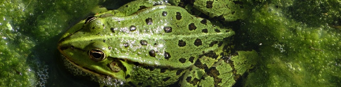 Foto: Wasserfrosch