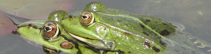 Foto: Wasserfrösche