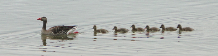 Foto: Gänsemarsch auf dem Wasser