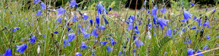 Foto: Glockenblumenwiese