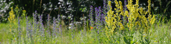 Foto: Magerwiese am Hubland