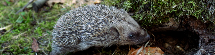 Foto: Igel