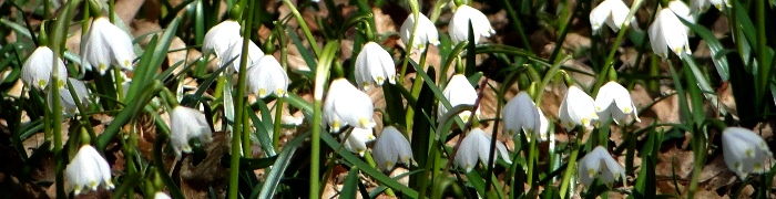 Foto: Märzenbecher