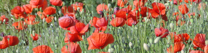 Foto: Mohnblüten