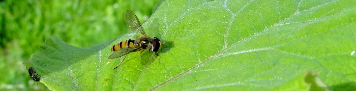 Foto: Schwebfliege