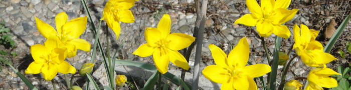 Foto: Weinbergstulpen