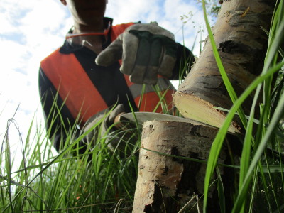 Foto: Arbeit am Bergwaldprojekt