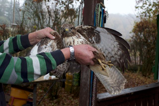 Foto: Verletzter Bussard